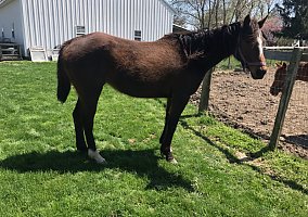 Thoroughbred (Thoroughbred, Mare) in Houston, OH