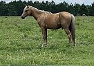 Quarab - Horse for Sale in Valdosta, GA 31601 Quarab - Horse for Sale in Valdosta, GA 31601