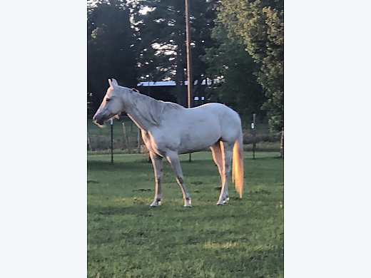 Palomino