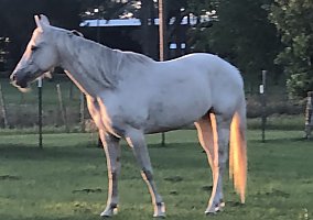 Palomino (Quarter Horse, Mare) in DeLand, FL