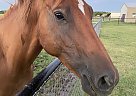 Trapper - Gelding in Krum, TX Trapper - Gelding in Krum, TX