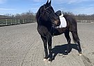 Whiskey - Gelding in Middletown, MD Whiskey - Gelding in Middletown, MD