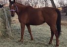 Thoroughbred - Horse for Sale in Maxbass, ND 58760 Thoroughbred - Horse for Sale in Maxbass, ND 58760