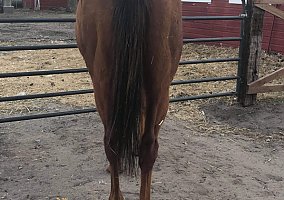 Thoroughbred