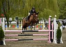 Scopey 1.10m Jumper Mare Priced ... Warmblood Mare