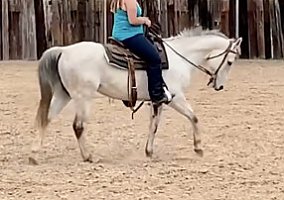 Quarter Horse (Quarter Horse, Mare) in Haslet, TX