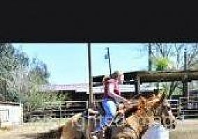 Barrel Horse for Sale! Quarter Horse Mare