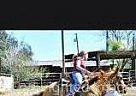 Quarter Horse - Horse for Sale in Oakdale, CA 95361 Quarter Horse - Horse for Sale in Oakdale, CA 95361