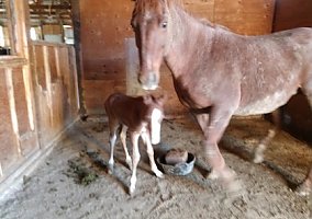 Cherr (Quarter Horse, Mare) in Penrose, CO