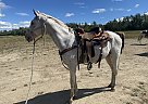 Appaloosa - Horse for Sale in Dawson Creek, BC V1G4E7
