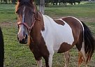 Lucy - Mare in Shelbyville, TN Lucy - Mare in Shelbyville, TN