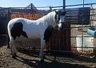 American Cream - Horse for Sale in Santa Maria, CA 93458