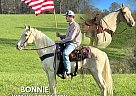 Tennessee Walking - Horse for Sale in TOMPKINSVILLE, TN 42167 Tennessee Walking - Horse for Sale in TOMPKINSVILLE, TN 42167