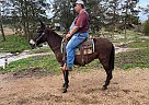 Mule - Horse for Sale in Vichy, MO 65580 Mule - Horse for Sale in Vichy, MO 65580