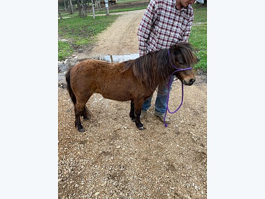 Gentle Pony