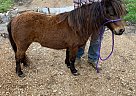 Pony - Horse for Sale in Vichy, MO 65580 Pony - Horse for Sale in Vichy, MO 65580