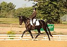 Hanoverian - Horse for Sale in France,  000000