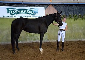 Hanoverian (Hanoverian, Mare)
