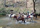 Mule - Horse for Sale in Boones Mill, VA 24065-18