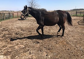 Indianista (Thoroughbred, Mare) in Houston, OH