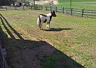 Sparkie - Gelding in Strasburg, PA Sparkie - Gelding in Strasburg, PA