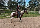Quarter Horse - Horse for Sale in Vichy, MO 65580 Quarter Horse - Horse for Sale in Vichy, MO 65580