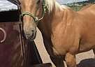 Tank - Gelding in Stonegate, CO Tank - Gelding in Stonegate, CO