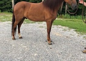 Paso Fino (Paso Fino, Gelding) in Oneida, TN