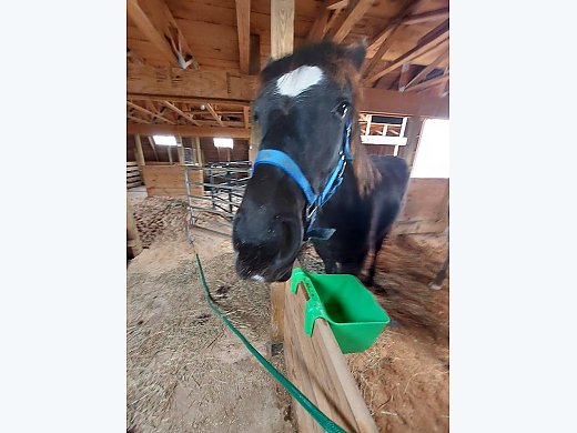 Percheron
