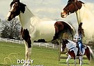 Spotted Saddle - Horse for Sale in Lewisburg, TN 37091 Spotted Saddle - Horse for Sale in Lewisburg, TN 37091