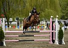 Warmblood - Horse for Sale in Calgary, AB T3B3V9