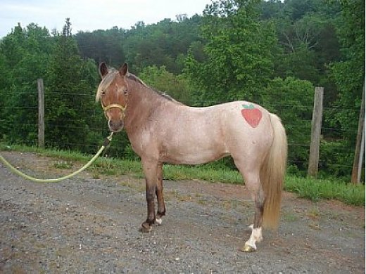 Show Champ Dream Pony Welsh X  Kid Safe