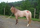 Welsh Pony - Horse for Sale in Bostic, NC 