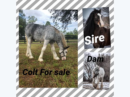 Stunning Gypsy Vanner Colt
