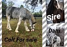 Gypsy Vanner - Horse for Sale in Bradenton, FL 34211