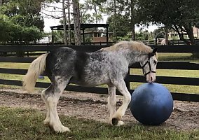 Gypsy Vanner (Gypsy Vanner, Stallion) in Bradenton, FL