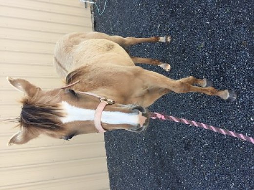 Yearling for Sale