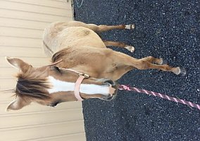Yearling for Sale Quarter Horse Mare