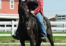 - Mare in Greer, SC - Mare in Greer, SC