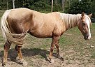 Palomino Horse for Sale Ghost