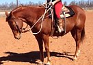 Quarter Horse - Horse for Sale in Burleson, TX 76028