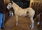 Paint - Horse for Sale in Wabash, IN 46992