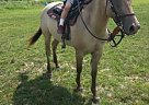 Gorgeous, Safe, Broke, Great on ... Quarter Horse Gelding