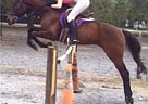 Exp Thoroughbred for On Site Lea... Thoroughbred Gelding