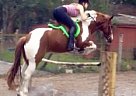 Gypsy Vanner/ Paint Available fo... Gypsy Vanner Gelding