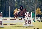 Peter Parker Thoroughbred Gelding