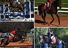 Prince - Gelding in Clemson, SC Prince - Gelding in Clemson, SC