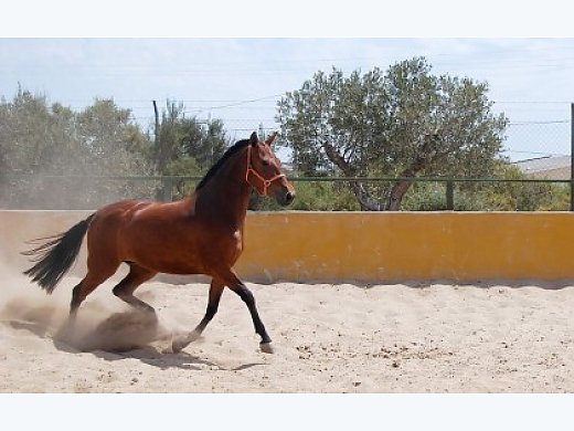 Andalusian Mare, vey Good Pedigree