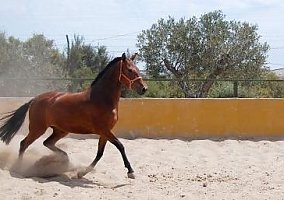 Andalusian / PRE (Andalusian / PRE, Mare)