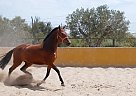 Andalusian - Horse for Sale in Elx/elche,  03294